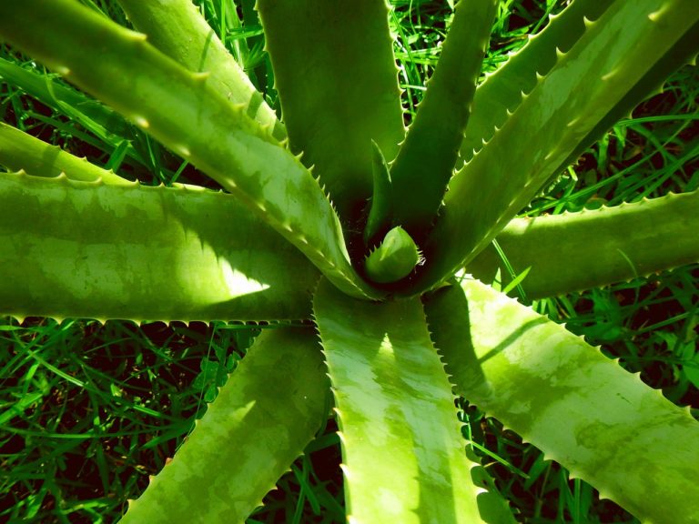 Votre Aloe Vera est en train de pourrir, que faire ? Mes Planplantes